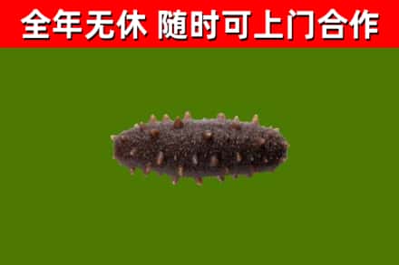 竹山县烟酒回收干海参.jpg